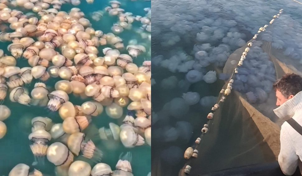 Invazie de meduze pe litoral. Imagini inedite surprinse de pescari