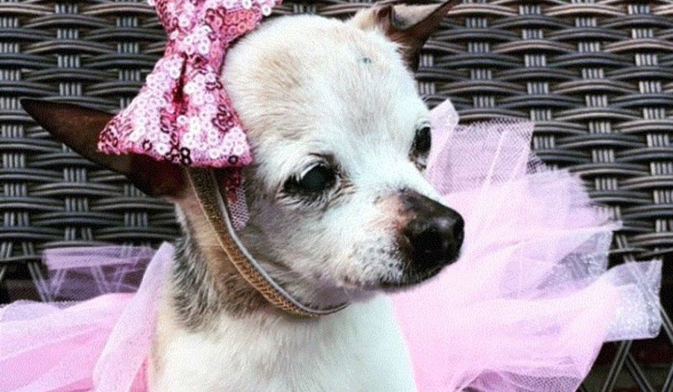 A murit Pebbles, cel mai bătrân câine din lume: "A fost un partener unic în viață"