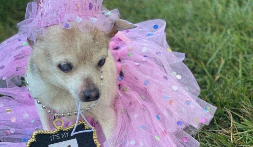 A murit Pebbles, cel mai bătrân câine din lume: "A fost un partener unic în viață" 793548