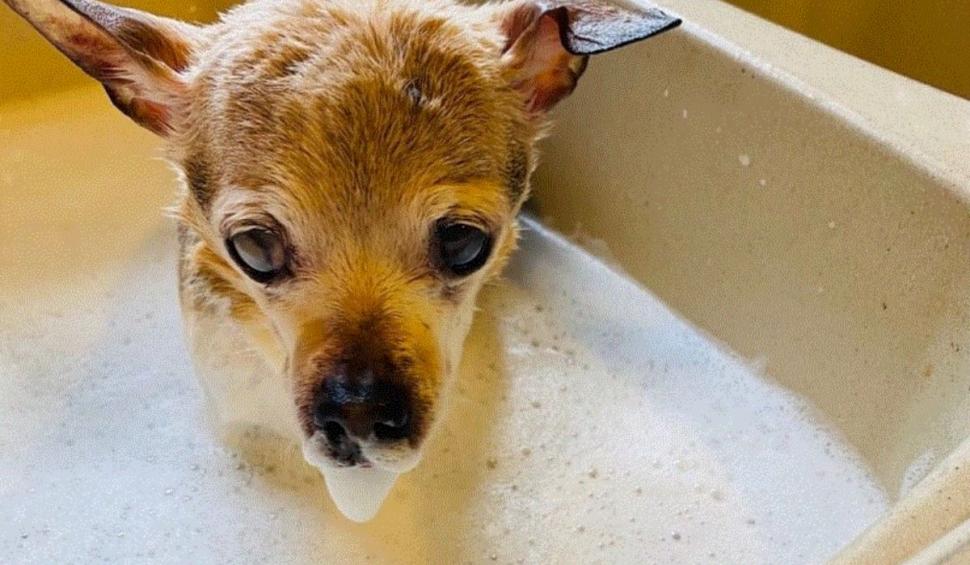 A murit Pebbles, cel mai bătrân câine din lume: "A fost un partener unic în viață" 793549