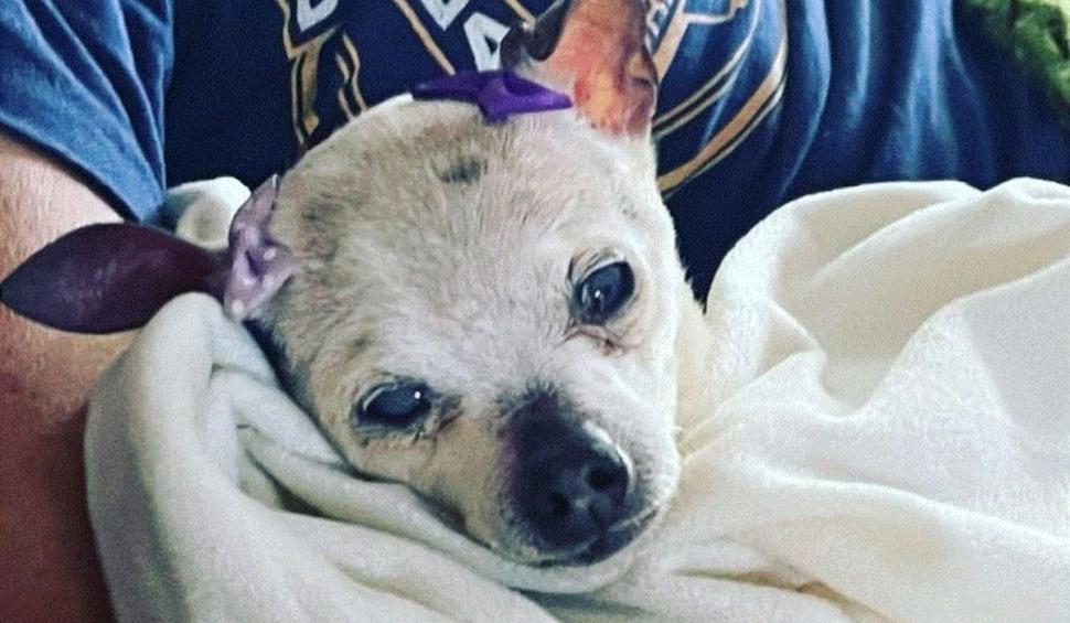 A murit Pebbles, cel mai bătrân câine din lume: "A fost un partener unic în viață" 793550