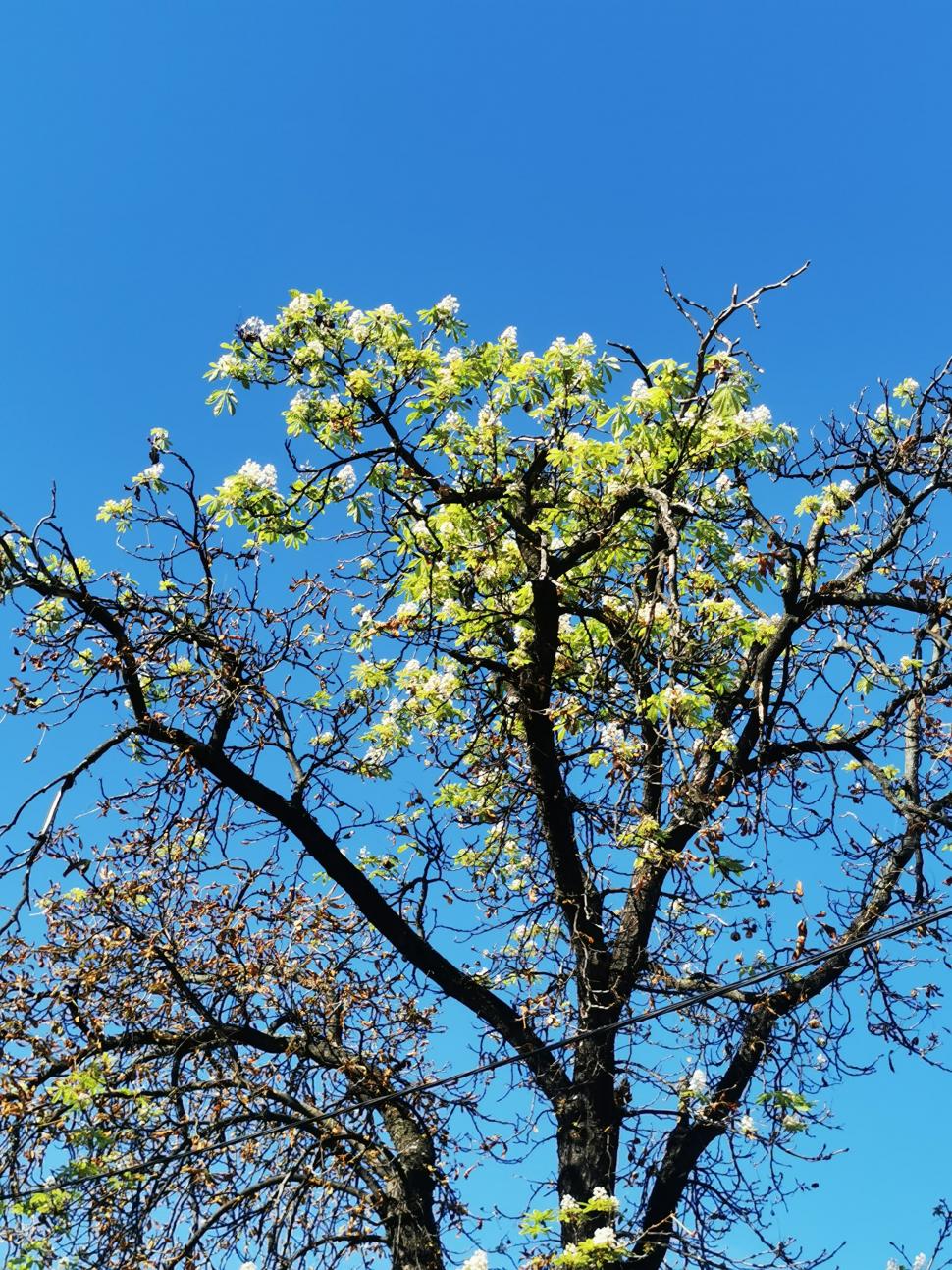 Primăvară în plină toamnă! Copacii din Oradea au înflorit pentru a doua oară în acest an 793587