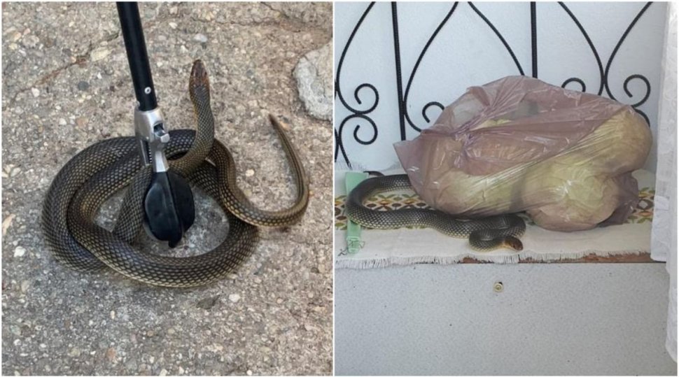 Un șarpe de 2 metri, găsit într-o locuință dintr-un mare oraș din România: "Avem un șarpe în casă! Vă rog să trimiteți pe cineva aici!"