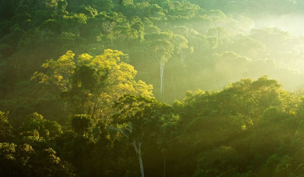 A fost descoperit cel mai mare copac din Amazon. Cum arată arborele înalt cât un bloc cu 25 de etaje