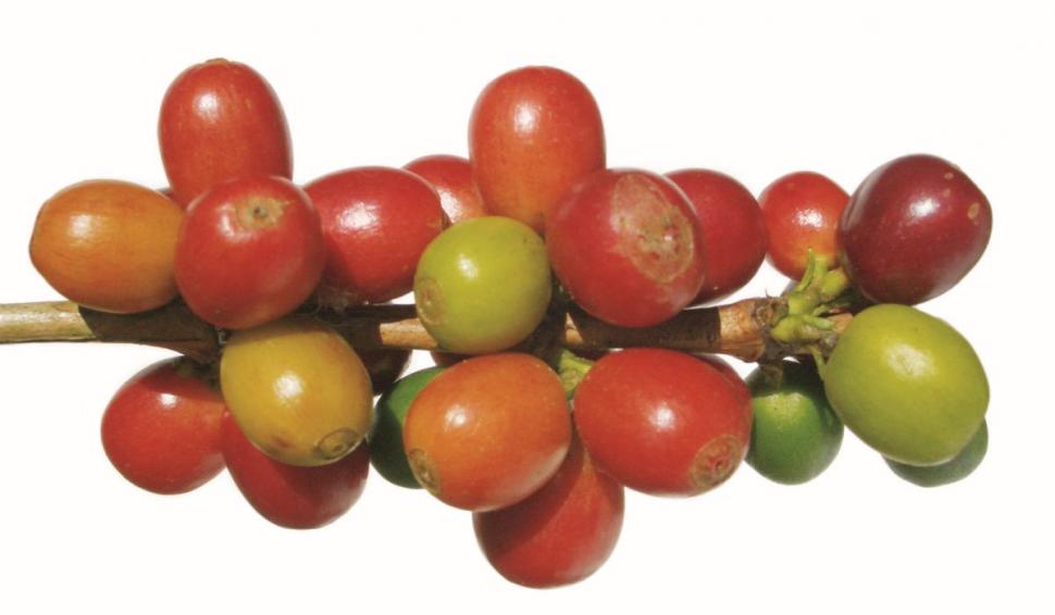 Licoarea care te ajută să trăieşti mai mult şi îţi ţine inima sănătoasă. Se beau 3 ceşti pe zi | Studiu făcut pe 500.000 de oameni 793744