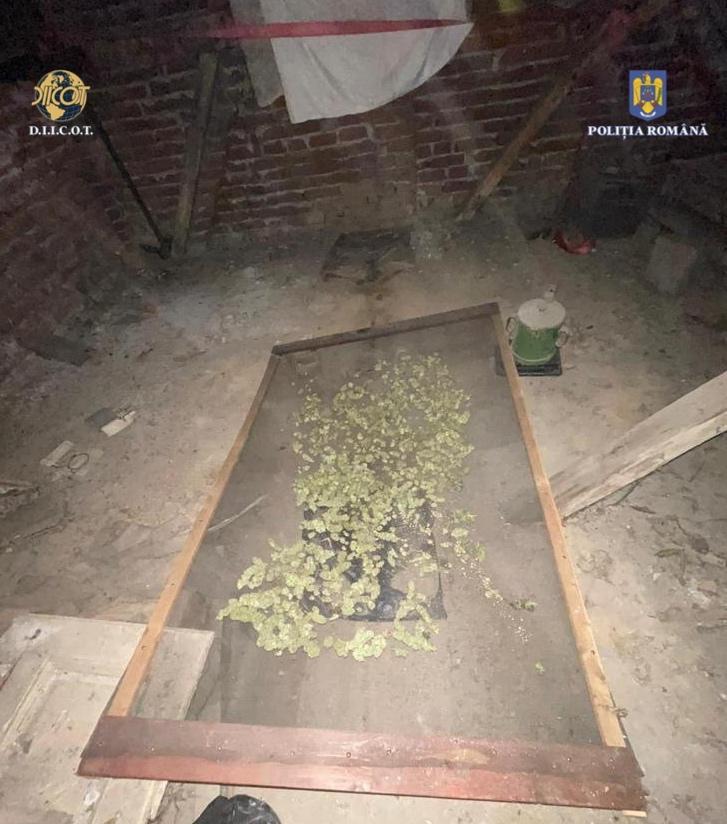 Mai mulți arădeni, prinși în timp ce culegeau canabis de pe o plantație de 2.000 de metri pătrați 793825