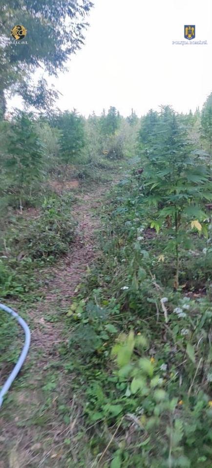 Mai mulți arădeni, prinși în timp ce culegeau canabis de pe o plantație de 2.000 de metri pătrați 793826