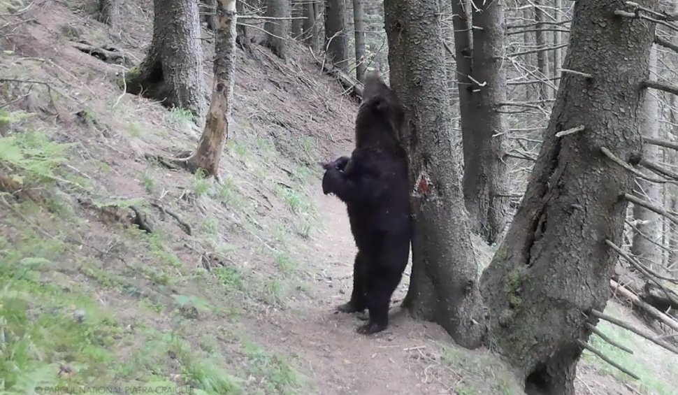 Momente amuzante cu ''Baloo'', surprinse în Piatra Craiului. Un urs se scarpină de scoarța unui copac