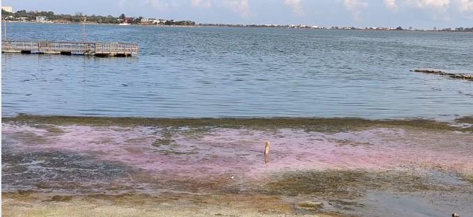 Fenomen bizar la Constanţa. Apa Lacului Techirghiol s-a colorat în roz. Ce spun experţii 794966