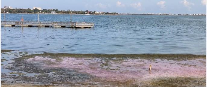 Fenomen bizar la Constanţa. Apa Lacului Techirghiol s-a colorat în roz. Ce spun experţii 794967