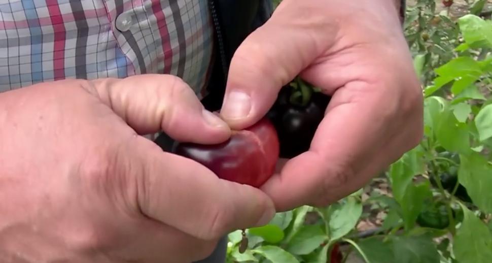 Locul din România unde crește tomata neagră. Ce beneficii aduce sănătăţii 794992