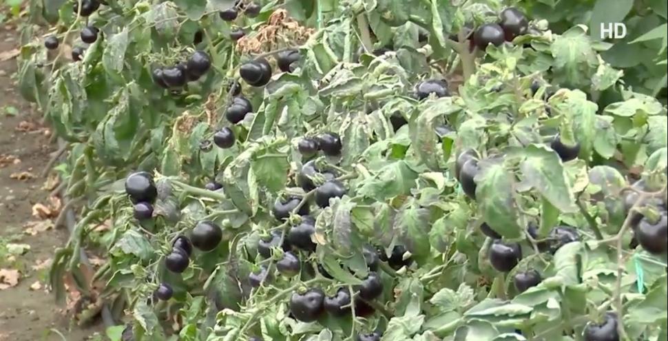 Locul din România unde crește tomata neagră. Ce beneficii aduce sănătăţii 794993