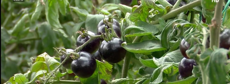 Locul din România unde crește tomata neagră. Ce beneficii aduce sănătăţii 794995