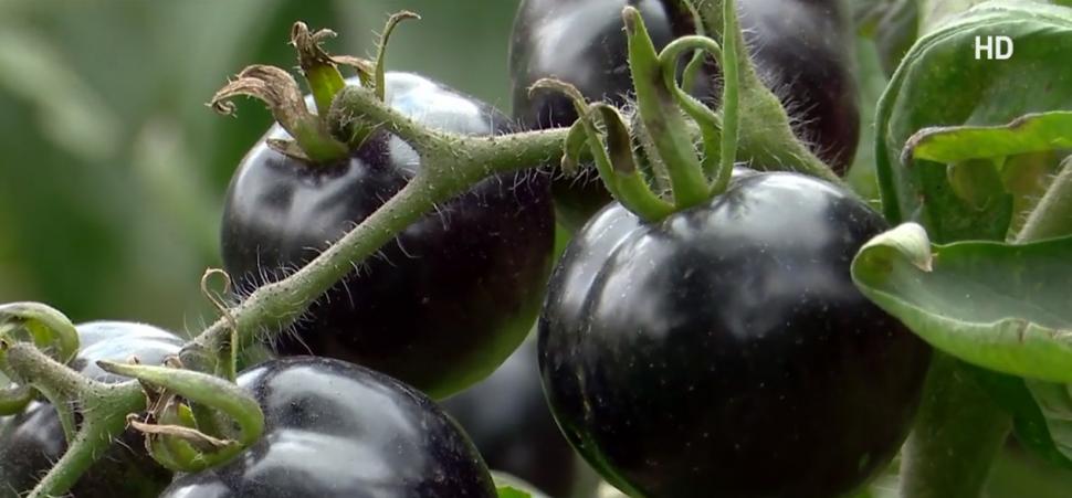 Locul din România unde crește tomata neagră. Ce beneficii aduce sănătăţii 794996