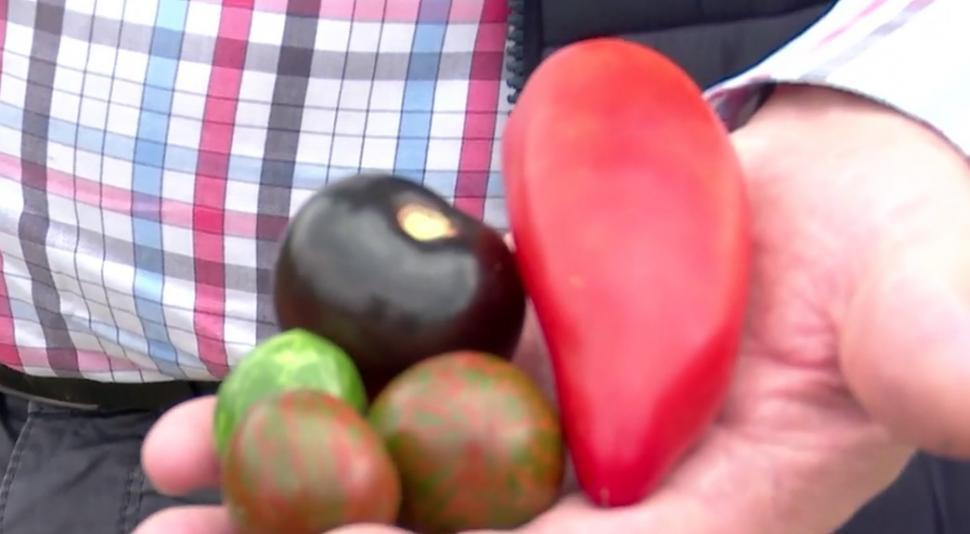 Locul din România unde crește tomata neagră. Ce beneficii aduce sănătăţii 794997