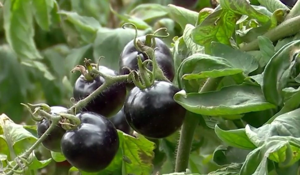 Locul din România unde crește tomata neagră. Ce beneficii aduce sănătăţii