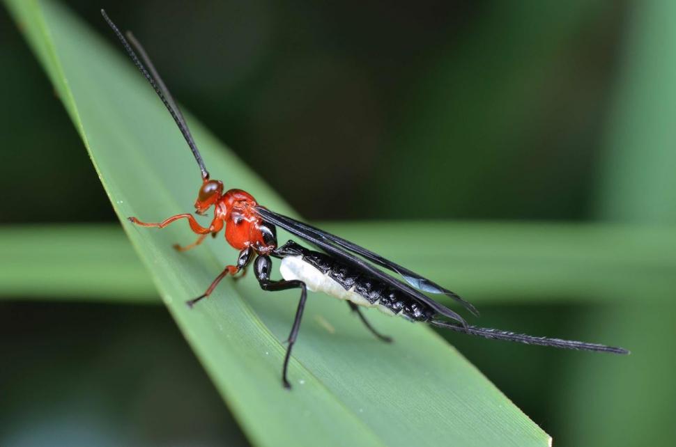 Misterele celei mai rezistente fiinţe de pe Terra. E singura care va supravieţui unui atac nuclear 794735