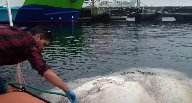 Creatura ciudată găsită pe o plajă din Europa. Are 3 tone și a doborât un record mondial 795090