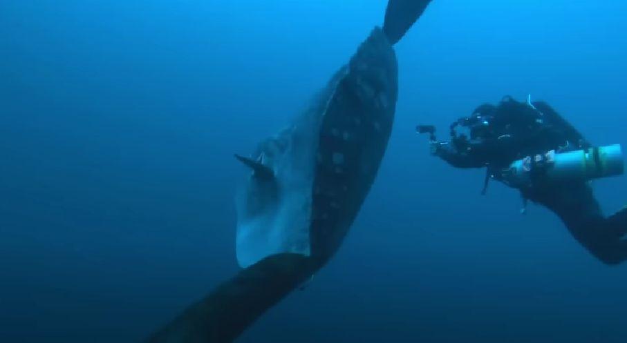 Creatura ciudată găsită pe o plajă din Europa. Are 3 tone și a doborât un record mondial 795092