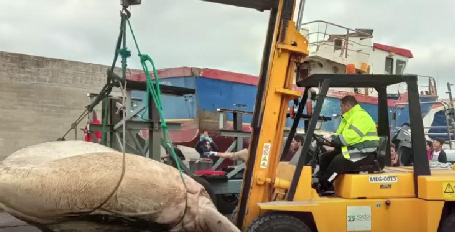 Creatura ciudată găsită pe o plajă din Europa. Are 3 tone și a doborât un record mondial 795093