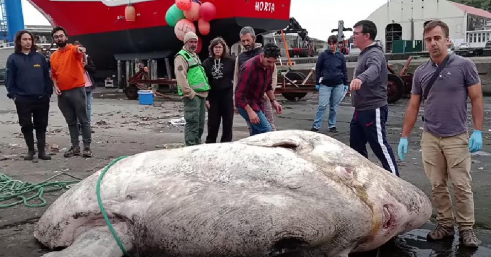 Creatura ciudată găsită pe o plajă din Europa. Are 3 tone și a doborât un record mondial 795094