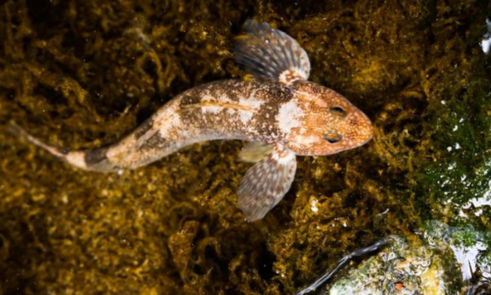 Un pește considerat fosilă vie a fost găsit într-un râu din România. "Este singurul loc de pe planetă unde încă mai supraviețuiește"