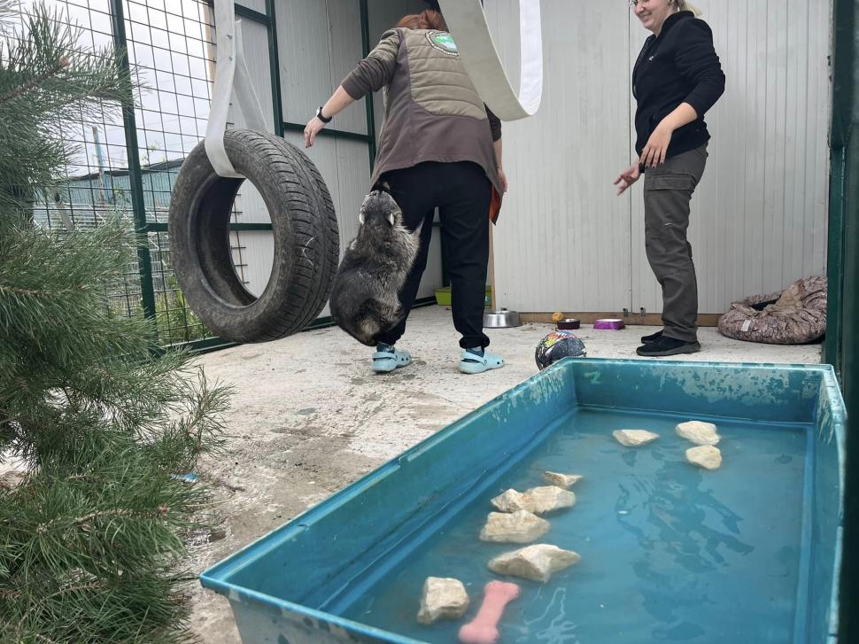 Povestea înduioșătoare a lui Ton, ratonul adus ilegal în România și abandonat de stăpâni: "Pare un ghemotoc de blană numai bun de pufoșit" 795488