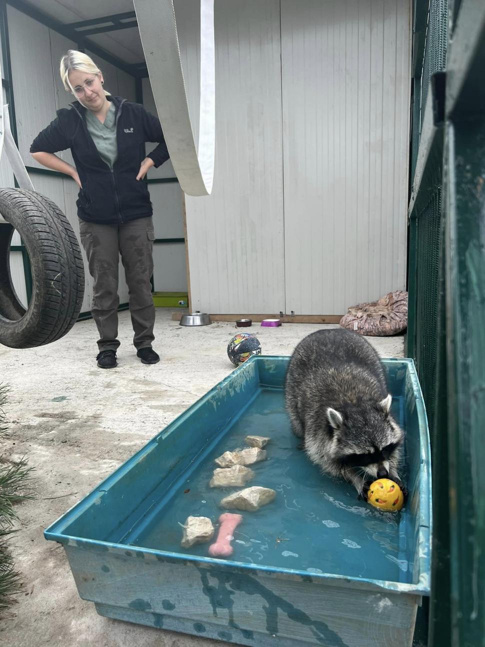 Povestea înduioșătoare a lui Ton, ratonul adus ilegal în România și abandonat de stăpâni: "Pare un ghemotoc de blană numai bun de pufoșit" 795489