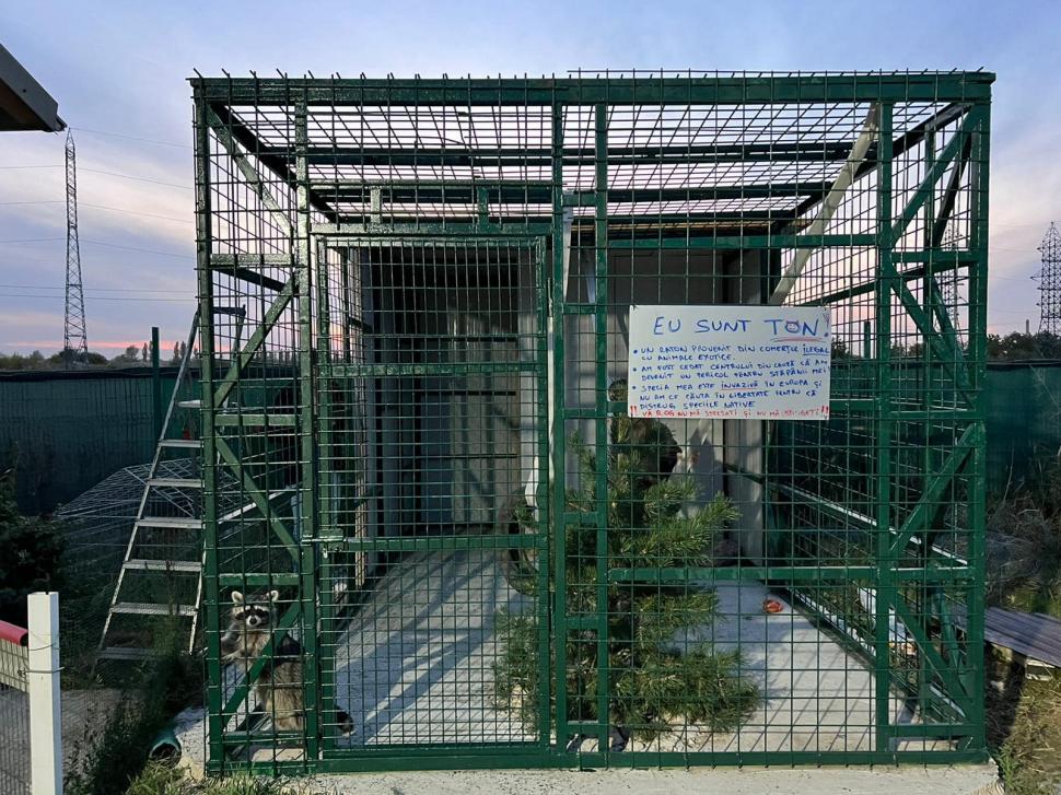 Povestea înduioșătoare a lui Ton, ratonul adus ilegal în România și abandonat de stăpâni: "Pare un ghemotoc de blană numai bun de pufoșit" 795490