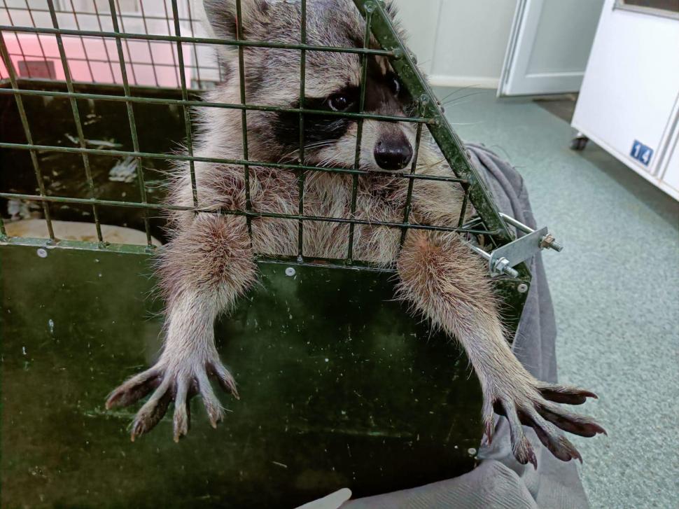 Povestea înduioșătoare a lui Ton, ratonul adus ilegal în România și abandonat de stăpâni: "Pare un ghemotoc de blană numai bun de pufoșit" 795493