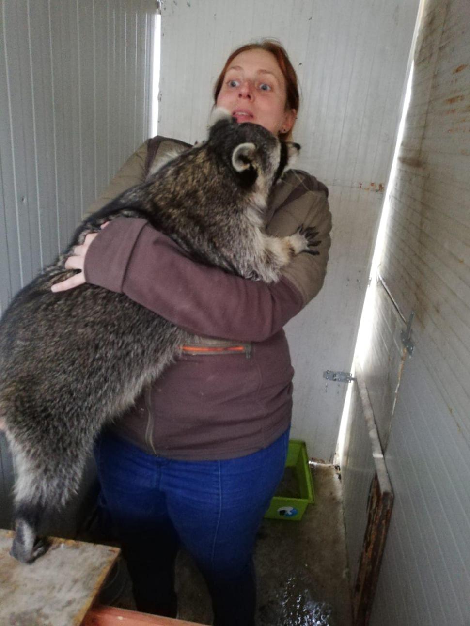 Povestea înduioșătoare a lui Ton, ratonul adus ilegal în România și abandonat de stăpâni: "Pare un ghemotoc de blană numai bun de pufoșit" 795494