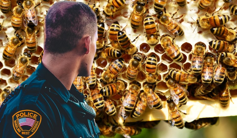 Atac cu roi de albine în SUA. Răzbunarea unei femei asupra unor poliţişti care veniseră cu ordin de evacuare