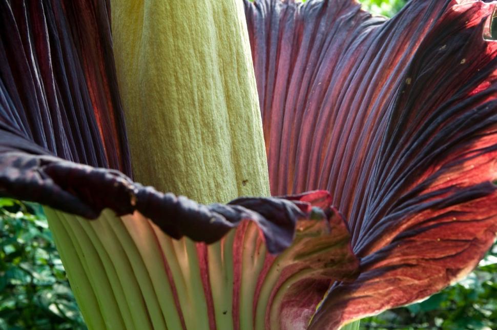 Cum arată "floarea cadavru", salvată de la dispariție de chinezi. A produs semințe pentru prima dată într-un mediu artificial 795837