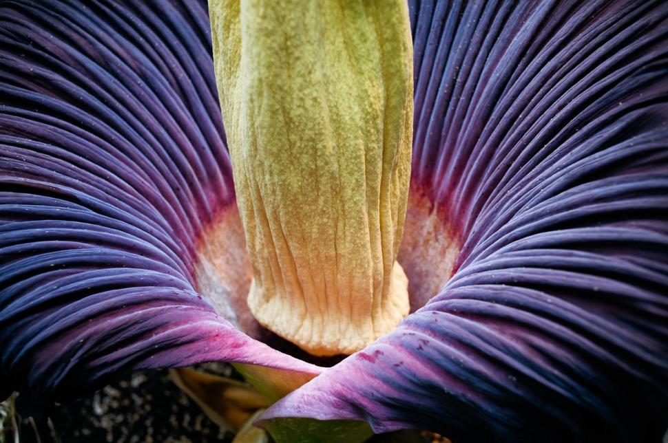 Cum arată "floarea cadavru", salvată de la dispariție de chinezi. A produs semințe pentru prima dată într-un mediu artificial 795839