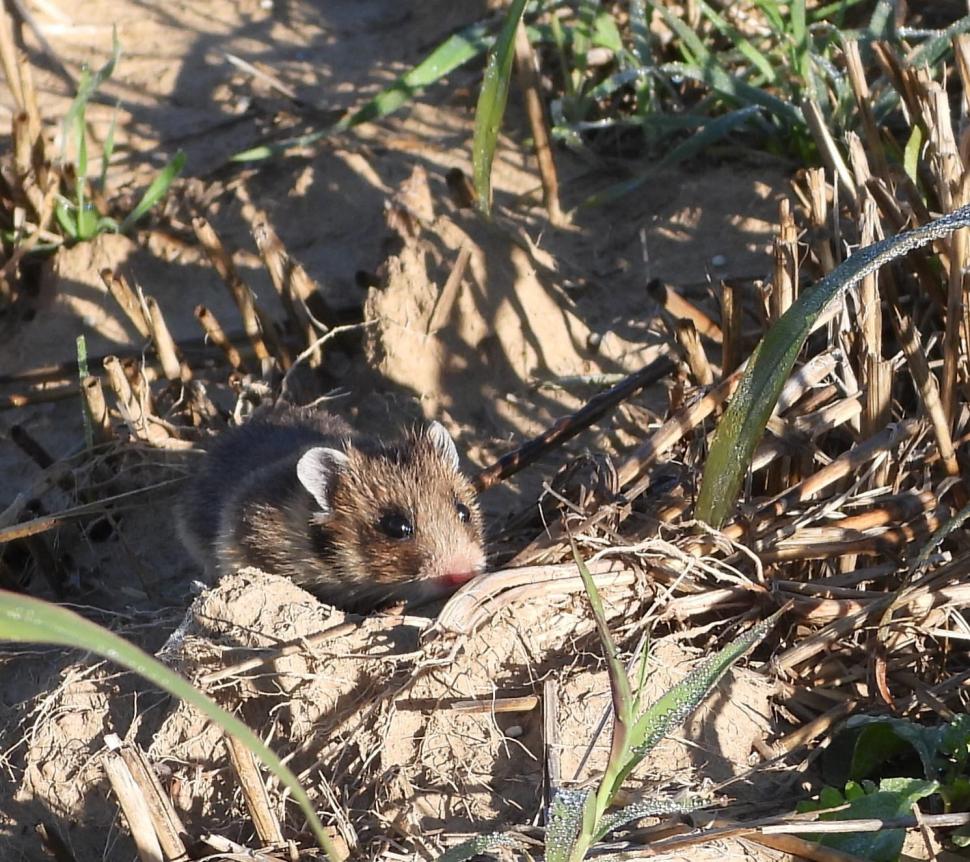 Primele imagini cu hamsteri româneşti descoperiţi în Rezervaţia Biosferei Delta Dunării, după trei ani de căutări 795902