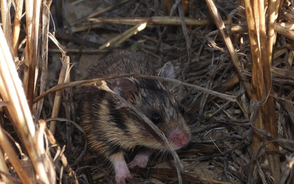 Primele imagini cu hamsteri româneşti descoperiţi în Rezervaţia Biosferei Delta Dunării, după trei ani de căutări 795903