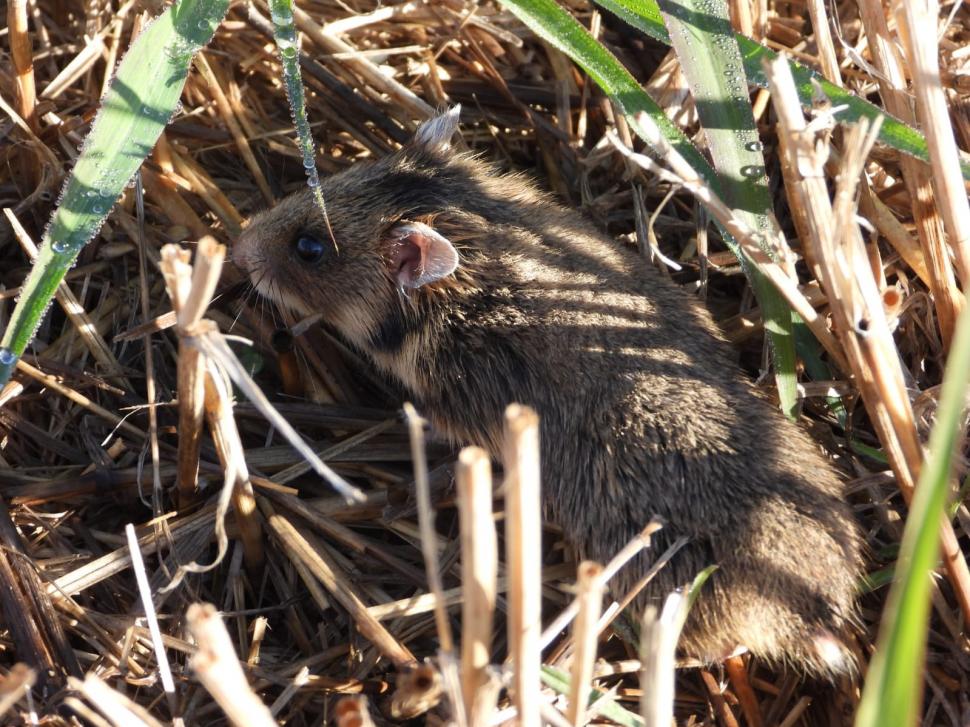Primele imagini cu hamsteri româneşti descoperiţi în Rezervaţia Biosferei Delta Dunării, după trei ani de căutări 795904