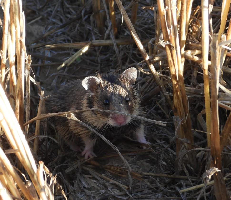 Primele imagini cu hamsteri româneşti descoperiţi în Rezervaţia Biosferei Delta Dunării, după trei ani de căutări 795905