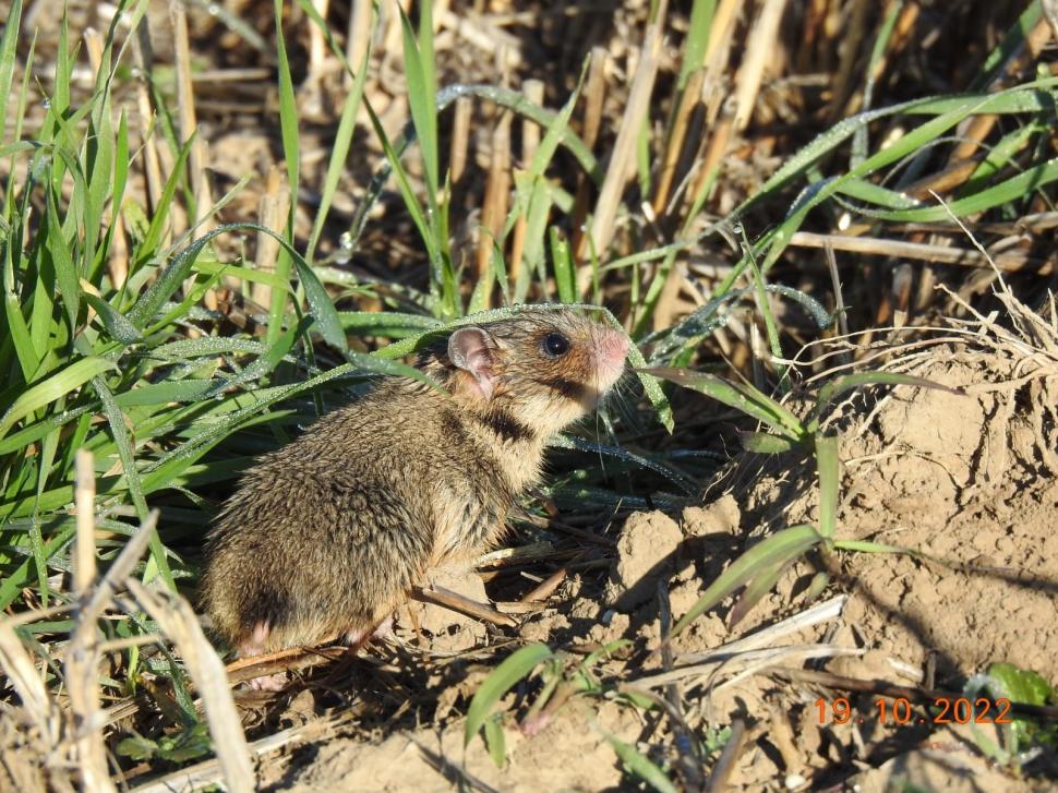 Primele imagini cu hamsteri româneşti descoperiţi în Rezervaţia Biosferei Delta Dunării, după trei ani de căutări 795906