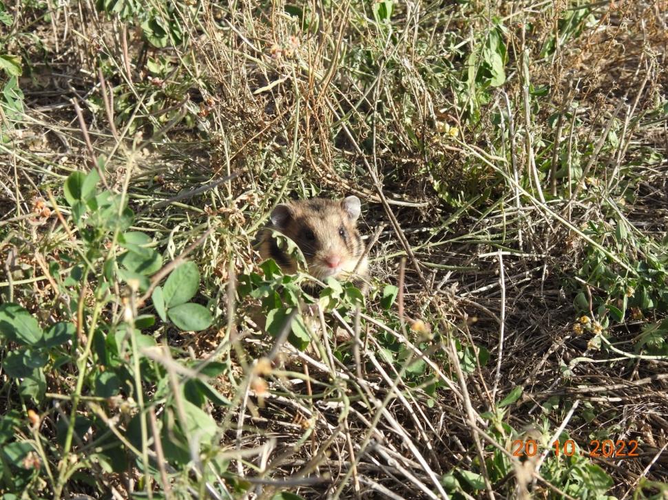Primele imagini cu hamsteri româneşti descoperiţi în Rezervaţia Biosferei Delta Dunării, după trei ani de căutări 795907