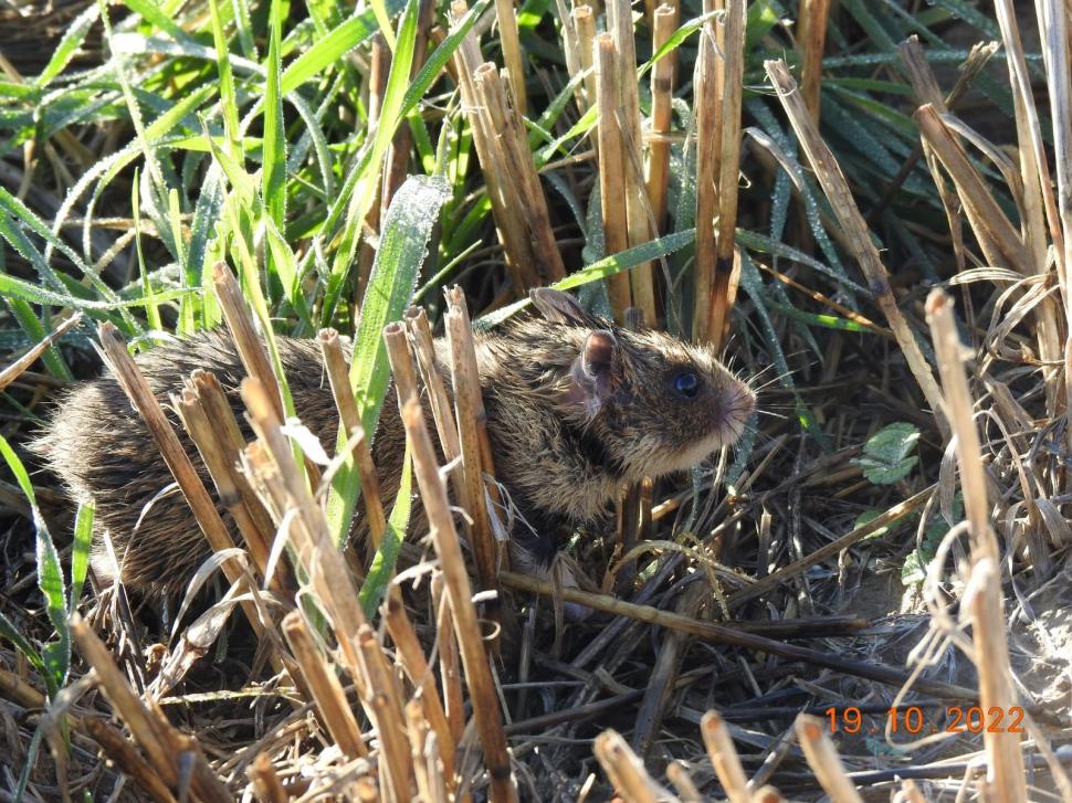 Primele imagini cu hamsteri româneşti descoperiţi în Rezervaţia Biosferei Delta Dunării, după trei ani de căutări 795909