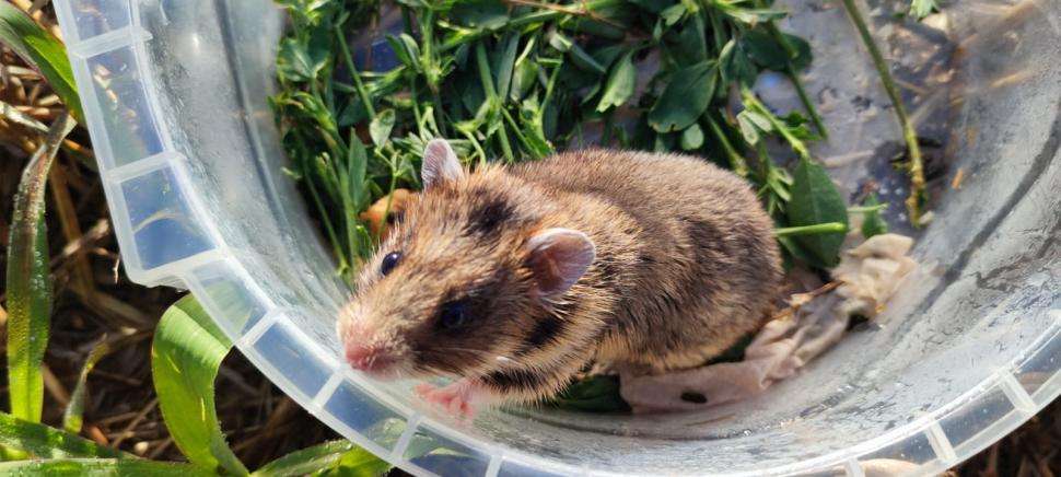 Primele imagini cu hamsteri româneşti descoperiţi în Rezervaţia Biosferei Delta Dunării, după trei ani de căutări 795910