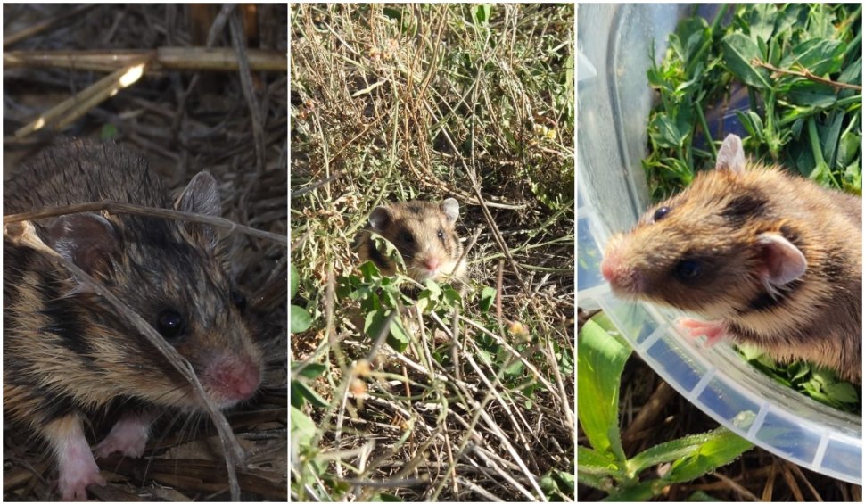 Primele imagini cu hamsteri româneşti descoperiţi în Rezervaţia Biosferei Delta Dunării, după trei ani de căutări