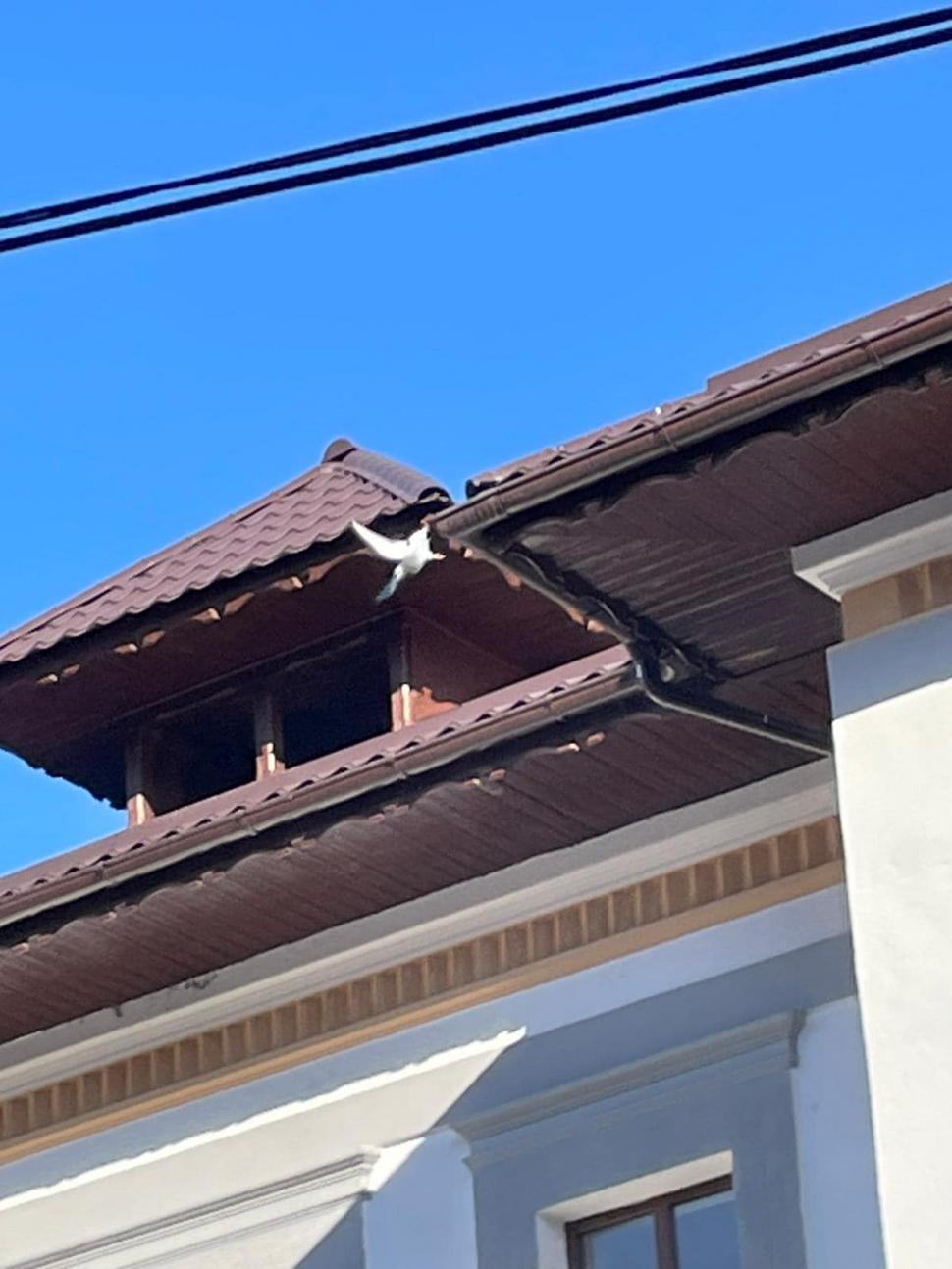 Acțiune inedită a pompierilor de la ISU Gorj. Elevii i-au chemat să salveze un porumbel prins pe acoperișul școlii lor 795980