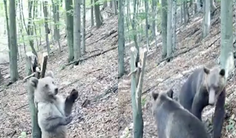 Imagini inedite cu pui de urs surprinși la joacă, într-o pădure din Munții Parâng