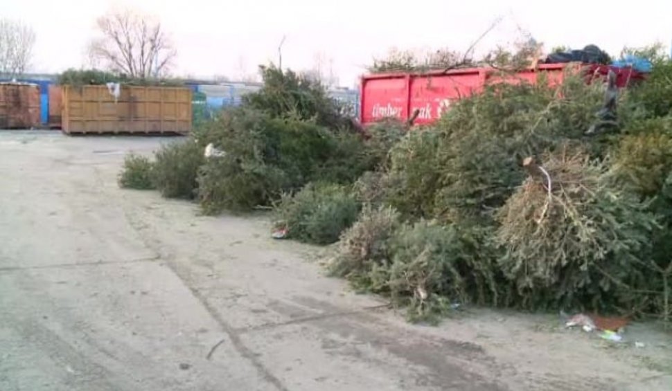 Patru centre de colectare a deșeurilor vor fi deschise în Ilfov: "Gata cu brazii de Crăciun aruncați la colțul străzii"
