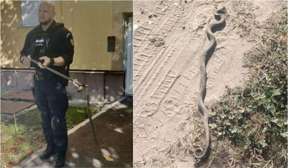 Viperă de 60 de centimetri, găsită de locatari lângă scara unui bloc din Drobeta-Turnu Severin