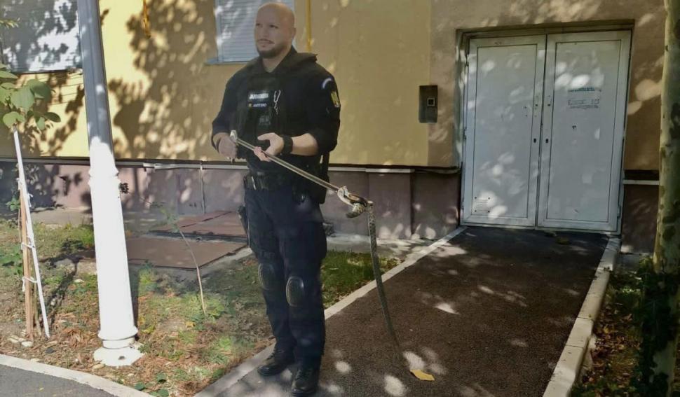 Viperă de 60 de centimetri, găsită de locatari lângă scara unui bloc din Drobeta-Turnu Severin 796089