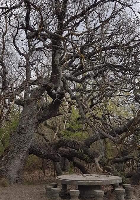 Locul unic din România unde poţi face safari. O atracție turistică cu aer curat şi peisaje de poveste 796077