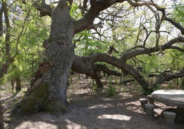 Locul unic din România unde poţi face safari. O atracție turistică cu aer curat şi peisaje de poveste 796079